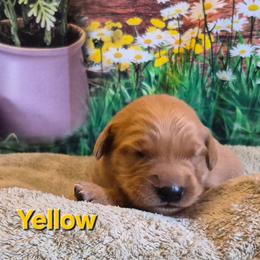 Yellow - Dark golden female Golden Retriever puppy in Taft, Tennessee from McGraw's Fetching Pups