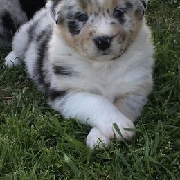 Australian Shepherd Puppies from Integrity Australian Shepherds
