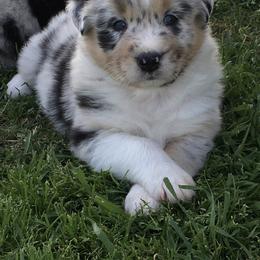 Australian Shepherd Puppies from Integrity Australian Shepherds