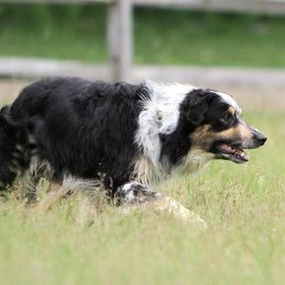 Border Collies from Margaret's Border Collies