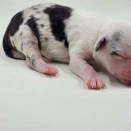 Australian Shepherd Puppies from Happy Aussie Kennels