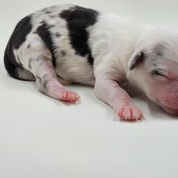 Australian Shepherd Puppies from Happy Aussie Kennels