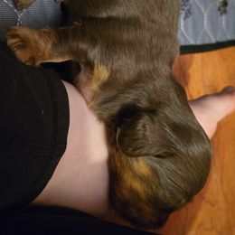 Dachshund Puppies from Tumbleweed Dachshunds