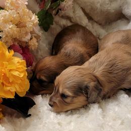Dachshund Puppies from CLARK'S BREEDING PROGRAM