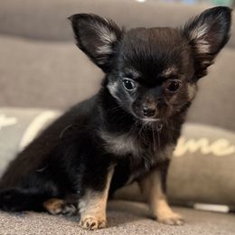 Carmen - Black and tan female Chihuahua puppy in Orlando, Florida from Figgy’s Chihuahuas