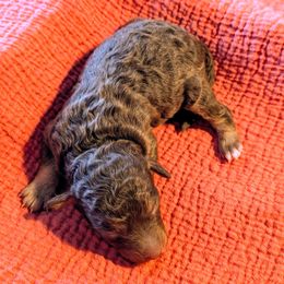 Girl 2 - Phantom female Bernedoodle puppy in Sparta, Missouri from Sis' Doodles & Poodles