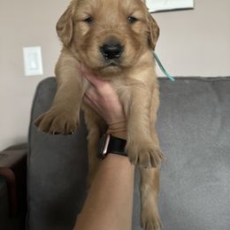 Golden Retriever Puppies from Golden View Ranch