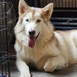 Shilo, white collar - Red and white female Alaskan Malamute puppy in Grayson County, Virginia from River Bend Malamutes