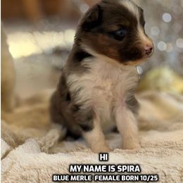 Spira - Blue merle female Australian Shepherd puppy in Bethany, Connecticut from Wynter Thyme Manor Australian shepherds