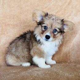 Girl 3 - Sable female Pembroke Welsh Corgi puppy in Huntington Beach, California from Gingerbread