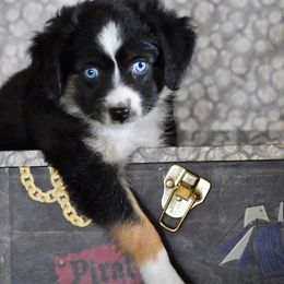 Miniature Australian Shepherd, Shih Tzu, and Toy Australian Shepherd Puppies from River Springs Aussies
