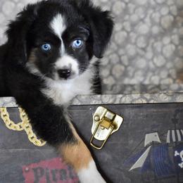 Miniature Australian Shepherd, Shih Tzu, and Toy Australian Shepherd Puppies from River Springs Aussies