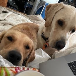 Labrador Retrievers from MW