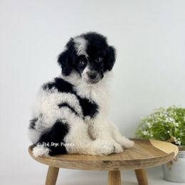 Cairo - Parti male Poodle puppy in Republic, Missouri from Red Skye Puppies