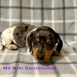 King - Dapple male Dachshund puppy in Carlsbad, Texas from MV Mini Dachshunds