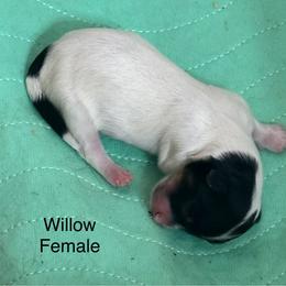 Willow - Black and white female Havanese puppy in Lawrenceville, Georgia from Alchemy Havanese