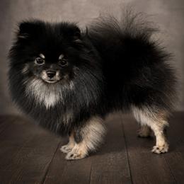 Bailey - Pomeranian