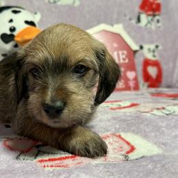 Clearance - Wild  boar and tan male Dachshund puppy in Lynn, Indiana from 4 seasons