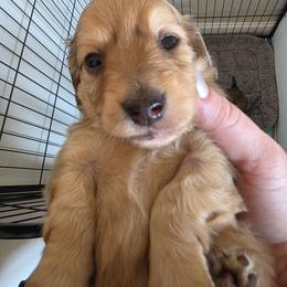Jolly, red heart - Red male Dachshund puppy in Lexington, Oklahoma from Long Doggy Acres Miniature Dachshunds