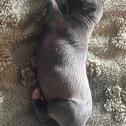 Italian Greyhound Puppies from Fisher Link