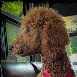 Ruby - Poodle