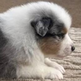 Australian Shepherd puppies from Desert Wind Kennels