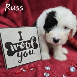 Russ - Gray and white male Old English Sheepdog puppy in Sutherlin, Oregon from Sapphire Eyes Sheepdogs