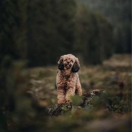 Georgette 💚 - Cockapoo