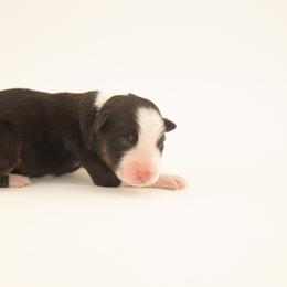Jellybean - Black tri-color male Australian Shepherd puppy in Placerville, California from BFF Aussies