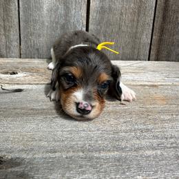 Scout - Dapple male Dachshund puppy in South Willard, Utah from Doxies in the Sun