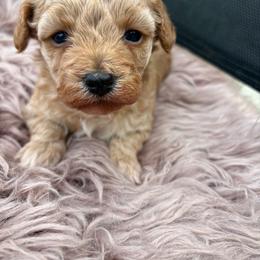 Poodle puppies from Poodle Me Crazy