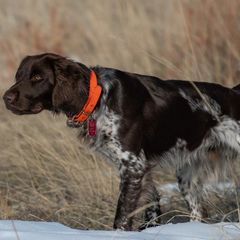 Kleine Munsterlanders from Von Den Windriver-Bergen Kennel - KlM