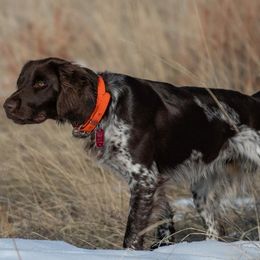Kleine Munsterlanders from Von Den Windriver-Bergen Kennel - KlM