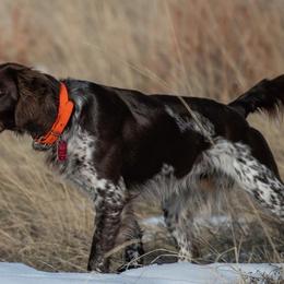 Kleine Munsterlanders from Von Den Windriver-Bergen Kennel - KlM