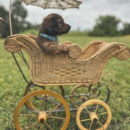 Dachshund Puppies from Itty Bitty Dachshunds