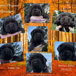 6th Pick of the Litter - Chocolate male Labrador Retriever puppy in Eaton Rapids, Michigan from Higher Ground Labradors