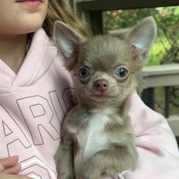 Booger - Chocolate blue male Chihuahua puppy in Michigan from Fanciful Thrills Kennel