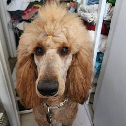 Luna - Poodle