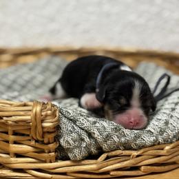 Mr. Yellow - Tri-color male Cavalier King Charles Spaniel puppy in Port Richey, Florida from Sunshine State Cavaliers
