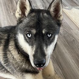 Shadow - Siberian Husky