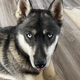 Shadow - Siberian Husky