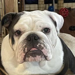 Timber - Bulldog
