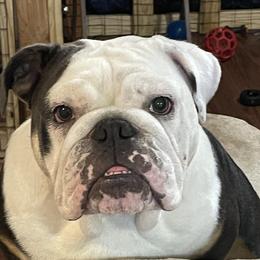 Timber - Bulldog