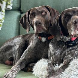 Kotah - German Shorthaired Pointer