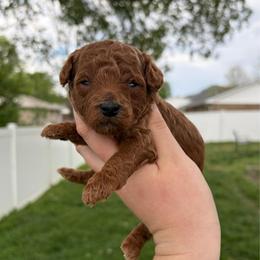 Thea - Red  female Poodle puppy in Morehead, Kentucky from Paw Perfect Pets