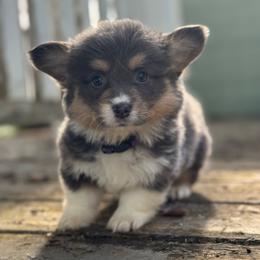 Capri (purple) fluffy - Blue female Pembroke Welsh Corgi puppy in East Oakdale, California from Rhettro Kennels