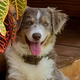 Remmy - Miniature American Shepherd