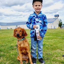 Sage - Golden Retriever