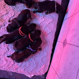 Girl 3 - Black and mahogany female Rottweiler puppy in Washington, Pennsylvania from McWreath Rottweilers