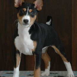Basenjis from Flutesong Basenjis